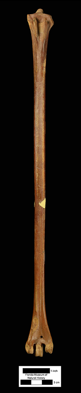 Figure 2. UF/PB 8067, tarsometatarsus of Ciconia maltha in posterior view.