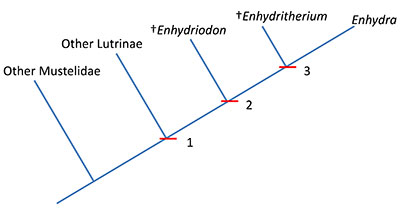 Figure 2. A cladogram describing the relationship Enhydritherium to Enhydra, Enhydriodon, other lutrines, and other mustelids. Characters at nodes 1, 2, and 3 are discussed in text. Adapted from Berta and Morgan (1985).