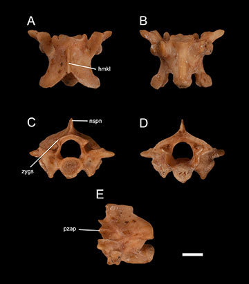 Figure 2. UF 190884 (holotype), trunk vertebra of Floridaophis auffenbergi from the I-75 Local Fauna of Alachua County, Florida. A) dorsal view, B) ventral view, C) anterior view, D) posterior view, and E) left lateral view. Abbreviations: hmkl, hemal keel; nspn, neural spine; pzap, prezygapophysis; zygs, zygosphene. Scale Bar = 1.0 mm.