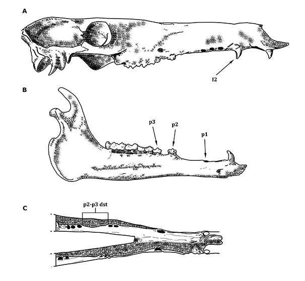 Figure 2. Skull and lower jaw illustration of Floridatragalus dolichanthereus, modified from White, 1940; White, 1942; and White, 1947. A) MCZ 646575, right lateral view of the holotype skull; B) MCZ 4086, labial view of the right lower jaw; C) dorsal view of the lower jaw. Abbreviations: I2: second incisor; p1-p3: premolars 1-3; dst: diastema.