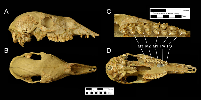 Figure 4. Skull of UF 205750 in A, right lateral; B, dorsal; C, close-up of right upper cheekteeth (P3-M3); and D, ventral views. This specimen has been reconstructed for public display (e.g., much of the dorsal surface of the braincase). Note presence of three caniniform teeth in front of the cheekteeth.