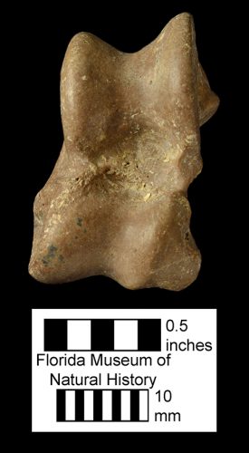 Floridachoerus olseni