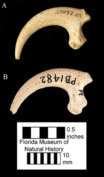 Figure 2. Distal phalanx, or talon, of A) Pandion lovensis (UF 26055; paratype) and B) Pandion haliaetus (UF UF/PB 1482).