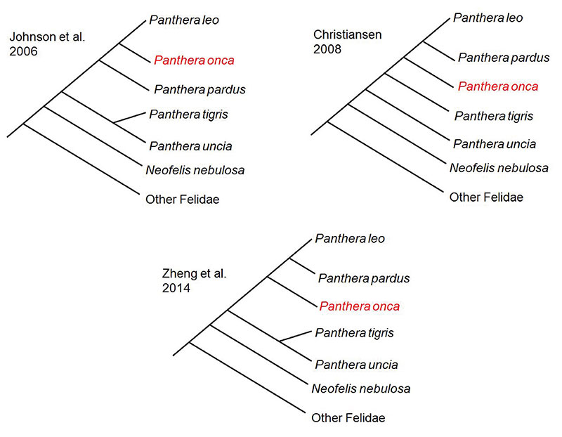 Obrázek 2. Podčeleď Pantherinae se oddělila od ostatních žijících koček přibližně před 16 miliony let (Zheng et al., 2014). Tři hypotetické příbuzenské vztahy rodu Panthera onca v rámci podčeledi Pantherinae.