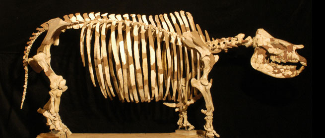 Figure 2. A composite skeleton of Teleoceras proterum on display at the Florida Museum of Natural History. Note the large, barrel-shaped chest and short limbs.