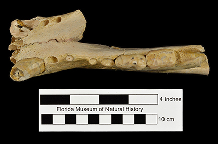 Figure 2. Occlusal view of UF/TRO 15, a mandible Arctodus pristinus from Haile 16A. Tooth preserved on the left side are a broken canine, the small third and fourth premolars, and the large first and second molars. A portion of the root of the second premolar is also present.