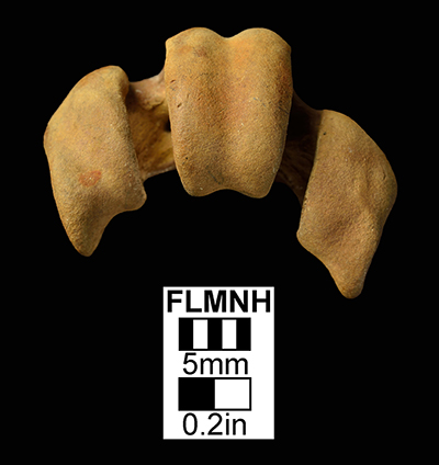 Figure 3. UF/PB 8067, tarsometatarsus of Ciconia maltha in ventral view.