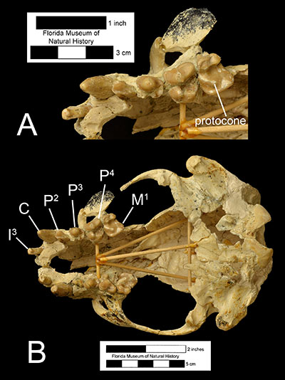 Figure 3. A) A close-up of the the upper left dentition and B) cranium of Enhydritherium terraenovae (UF 100000) in occlusal (ventral) view. I3= third incisor; P2= second premolar; P3= third premolar; P4= fourth premolar; M1 = first molar.