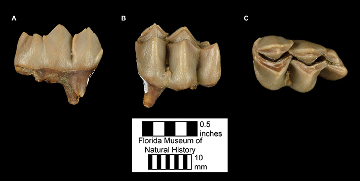 Figure 3. Third lower molar of Floridatragulus dolichanthereus in A) buccal/lateral view, B) lingual/medial view, and C) occlusal view.