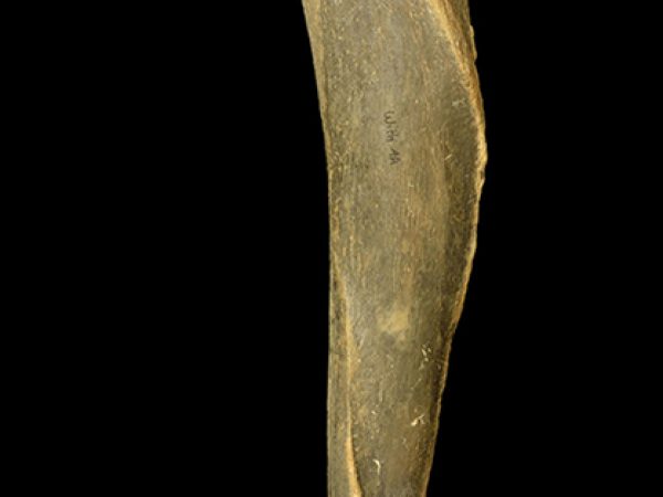 Amphimachairodus coloradensis