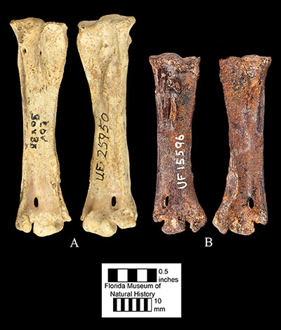 Figure 3. Tarsometatarsi in anterior (left) and posterior (right) views for A) Pandion lovensis (UF 25950; holotype) and B) Pandion haliaetus (UF 15596).