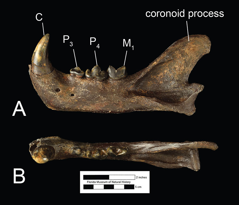 Obr. 3. Jaguáři v Jižní Americe. Levý chrup Panthera onca (UF 14765) v A) bočním a B) okluzním pohledu. Zkratky: C = špičák, P3 = třetí premolár; P4 = čtvrtý premolár; M1 = první molár.