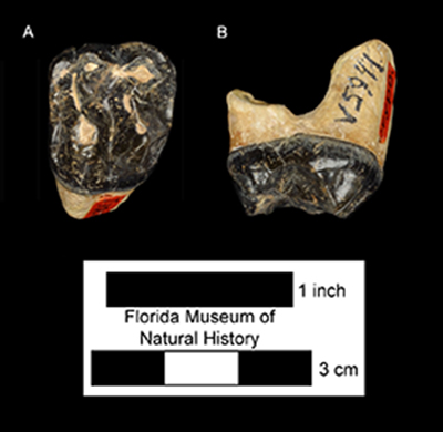 Figure 3. UF FGS05941, Fossil tooth of Tapirus polkensis in A) occlusal B) lateral views.