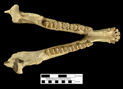 Figure 2. UF 26191, Complete lower jaw of Tapirus webbi from the Love Bone Bed in occlusal view.