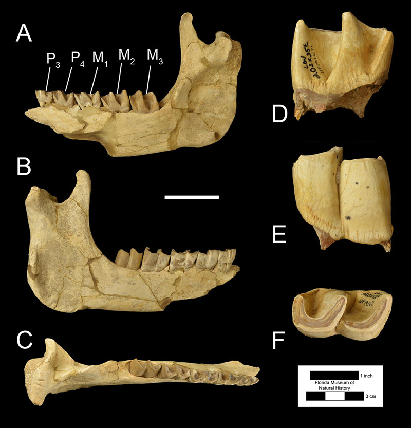 Figure 3. UF 24239, a right mandible of Teleoceras proterum in A) medial, B) right lateral, and C) occlusal views, and UF 191671, a lower left first molar in D) medial, E) left lateral, and F) occlusal views. Scale for mandible= 4 inches. Note the L-shaped occluding surfaces of C and F. Abbreviations: P3= third premolar, P4= fourth premolar; M1= first molar; M2= second molar; M3= third molar.