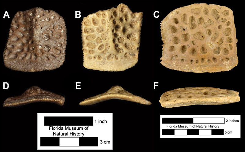 Figure 4. Comparison of fossil crocodylian osteoderms from Miocene localities in Florida. A, D, UF 206718, Alligator olseni osteoderm from the Thomas Farm type locality in Florida. B, E, UF/FGS 1439, Alligator olseni osteoderm from the Griscom Plantation locality in Florida. C, F, UF 156780, Gavialosuchus americaus osteoderm from the Haile 5B locality in Florida. Images in top row in dorsal view and images in bottom row appear in anterior view (scale bar changes between the Alligator and Gavialosuchus images). Note the prominent midline dorsal keels present on the Alligator osteoderms contrasted with the flat Gavialosuchus osteoderm.