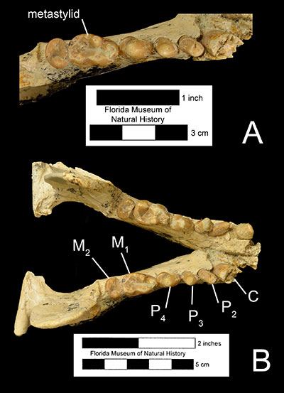  Figure 4. A) A close-up of the lower right dentition and B) mandible of Enhydritherium terraenovae (UF 100000) in occlusal (dorsal) view. P2= second premolar; P3= third premolar; P4= fourth premolar; M1 = first molar; M2 = second molar.