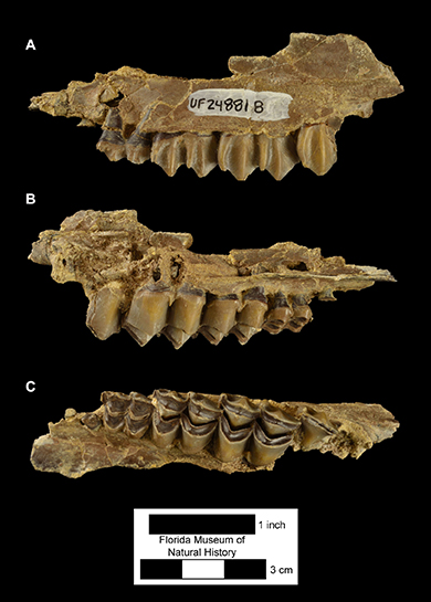 Figure 4. UF 248818, left maxilla with DP4-M2 plus partial erupting M3 of Floridatragulus dolichanthereus. A) Buccal or lateral view; B) medial view; C) occlusal view.