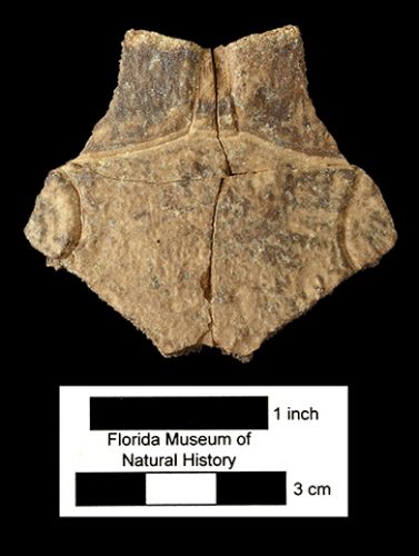 Emydidae, new genus and species