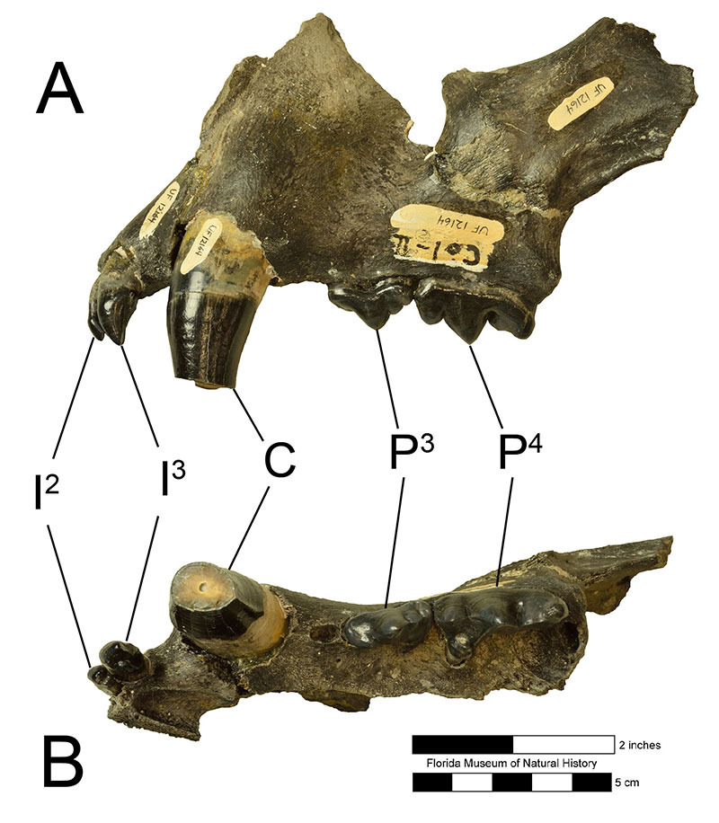 Figure 4. A maxila esquerda de Panthera onca (UF 21164) em A) lateral esquerda e B) vista oclusal. Abreviaturas: I2= segundo incisivo; I3= terceiro incisivo; P3= terceiro pré-molar; P4= quarto pré-molar.