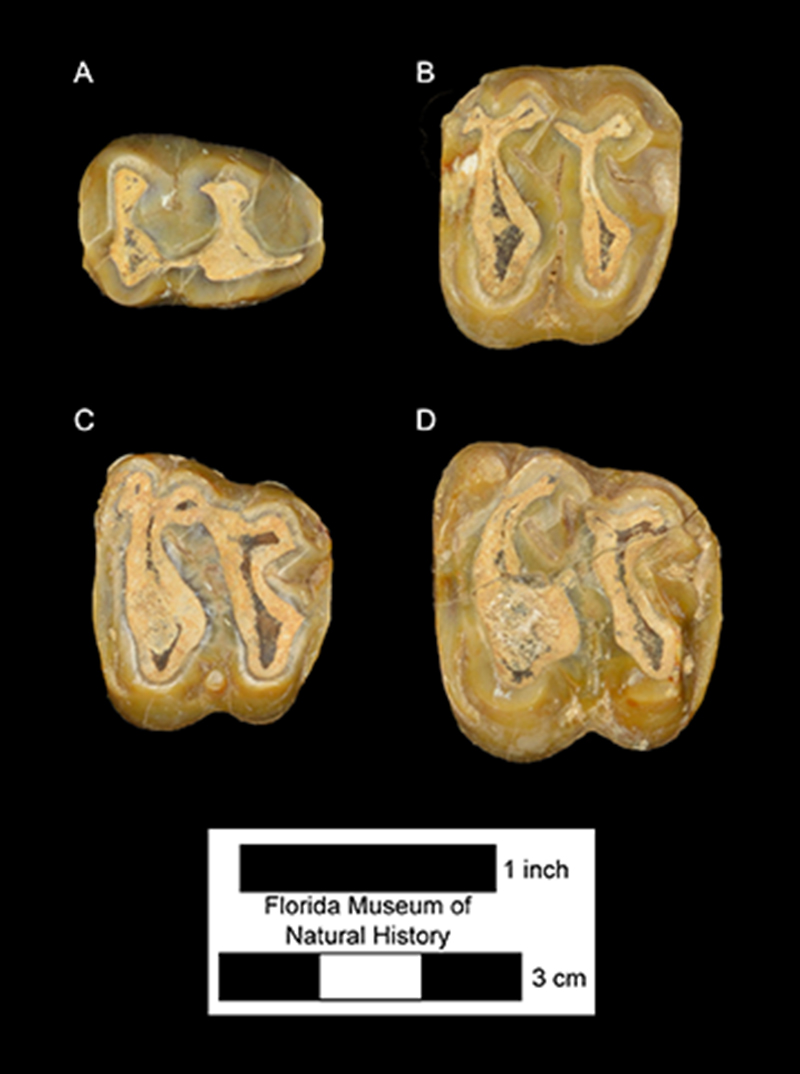 Figure 3. UF 11005 (Holotype), Fossil teeth of Tapirus webbi in occlusal view. A) lower p2, B) upper P4, C) upper M1, and D) upper M2, where p and m mean premolar and molar, respectively.