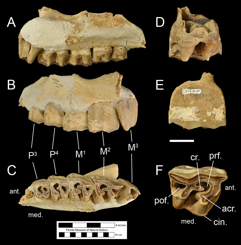 Figure 4. UF 65565, a left maxilla of Teleoceras proterum in A) medial, B) left lateral, and C) occlusal views, and UF 191215, a right upper second molar in D) medial, E) left lateral, and F) occlusal views. Scale of the molar = 1 inch. Abbreviations: acr.= antecrochet; ant.= anterior; cin.= cingulum; cr.= crochet; P3= third premolar; P4= fourth premolar; M1= first molar; M2= second molar; M3= third molar; med.= medial; pof.= postfosette; prf.= prefosette.