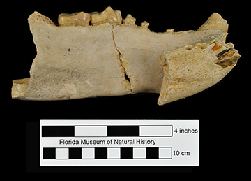 Figure 4. Medial view of the left mandible of Arctodus pristinus.