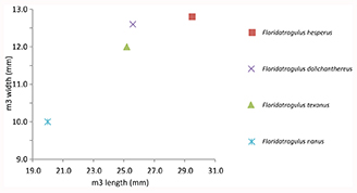 Figure 5. Bivariate plot of the size variation in the lower third molar of species of Floridatragulus.