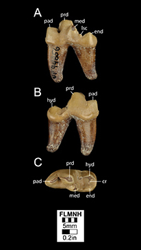 Figure 3. Mandible of Osbornodon iamonensis (UF/FGS 5255) from Thomas Farm, Florida in medial (top), left lateral (bottom), and occlusal (right) views. This specimen is the holotype of Cynodesmus nobilis, a species generally regarded as a junior synonum of Osbornodon iamonensis (Olsen, 1956; Wang, 1994).