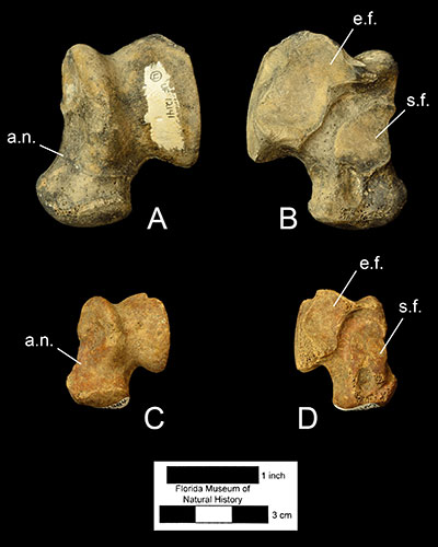 Figura 5. A) vistas dorsal y B) ventral del astrágalo de Panthera onca (UF 12141) y C) vistas dorsal y D) ventral del astrágalo de Puma concolor (UF 124384). Abreviaturas: a.n.= cuello astragalar; e.f.= faceta ectal; s.f.= faceta sustentacular. Posterior es arriba, anterior es abajo. Nótese el mayor tamaño del astrágalo del jaguar.