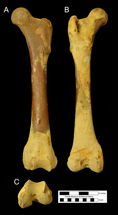 Figure 6. UF 18069, femur of Arctodus pristinus from Inglis 1A, Citrus County, Florida in A, anterior, B, posterior, and C, distal views.