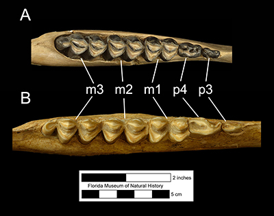 Figure 6. Comparison of the lower cheekteeth of A, Palaeolama mirifica; and B, Hemiauchenia macrocephala. The fourth premolar (p4) shows the greatest difference between the two species.