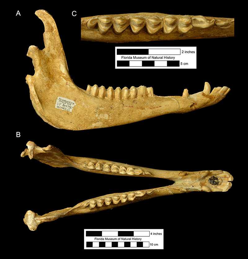 Figure 5. Mandible of UF 205750 in A, lateral; B, dorsal; and C, close-up occlusal view of cheekteeth.