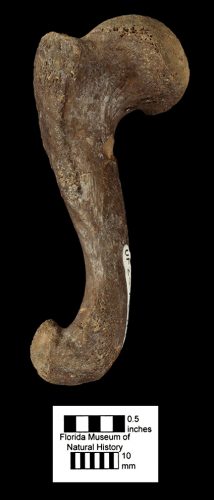 Hesperotestudo tedwhitei