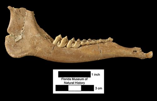 Parablastomeryx floridanus lower jawbone