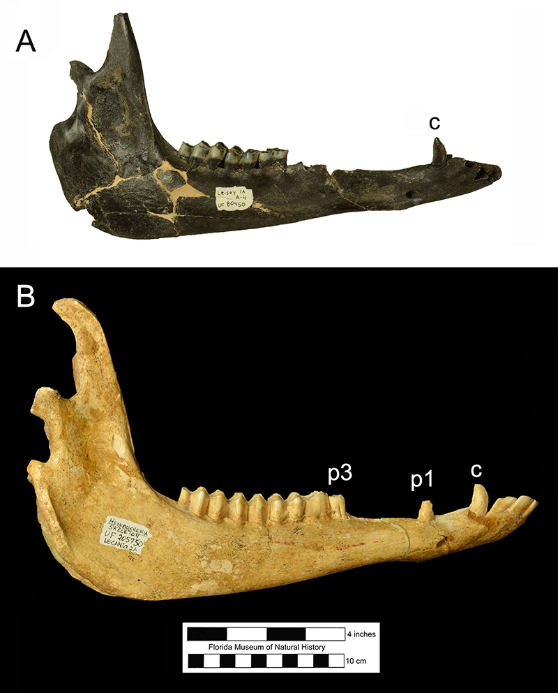 Figure 10. Mandibles in lateral view of the two common Pleistocene llamas in Florida: A, Palaeolama mirifica; B, Hemiauchenia macrocephala. A second caniniform tooth, the first premolar (p1) is present in the latter and absent in the former. Both species have a true canine tooth (c) directly posterior to the incisors. Analysis of stable isotopes of carbon found in tooth enamel of specimens such as these has demonstrated that Palaeolama mirifica is a browsing specialist, while Hemiauchenia macrocephala is a mixed-feeding generalist.
