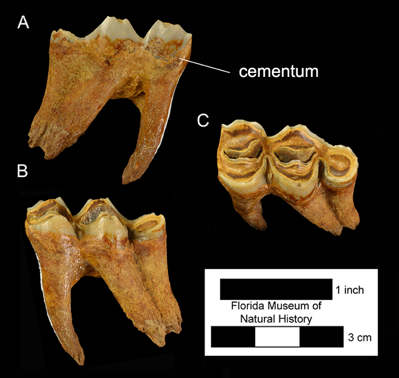 Figure 8. UF/TRO 3792, a left lower third molar of Hemiauchenia macrocephala from Inglis 1A. Note thin, brown layer of cement coating parts of the outer surface of enamel. While some or all of the cement can flake off, especially in isolated teeth, if present then it assists in identification as Hemiauchenia macrocephala instead of Palaeolama mirifica.