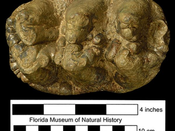 Amebelodon floridanus