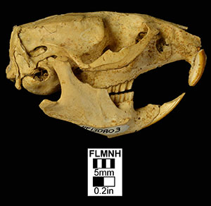 UF 206588, a composite skull belonging to this species