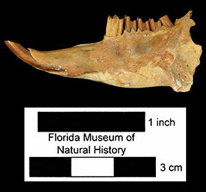 UF 51052, holotype mandible of this species.