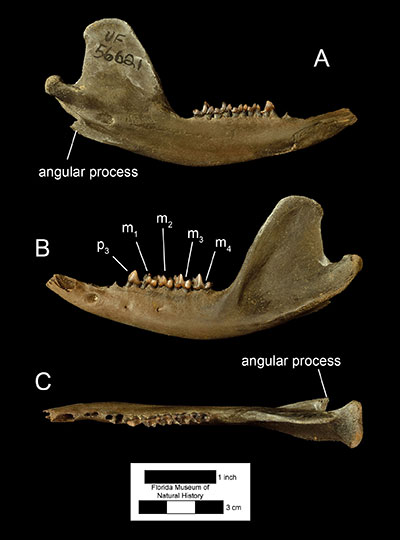 Obrázek 1. Levý zubní krček Didelphis virginiana (UF 56221) v A) mediálním, B) levém laterálním a C) okluzním pohledu. Zkratky: p3 = třetí premolár; m1 = první molár; m2 = druhý molár; m3 = třetí molár; m4 = čtvrtý molár.