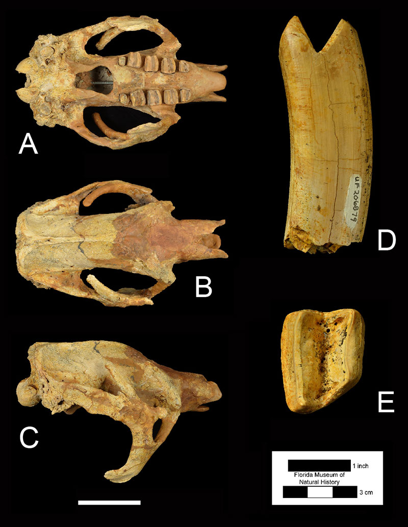 Figure 2. Skull of UF 206879, Eremotherium eomigrans in A) ventral, B) dorsal, and C) right lateral views, and the first right lower molariform tooth of the same specimen in D) right lateral and E) occlusal views. Scale bar for the cranium= 12 inches.