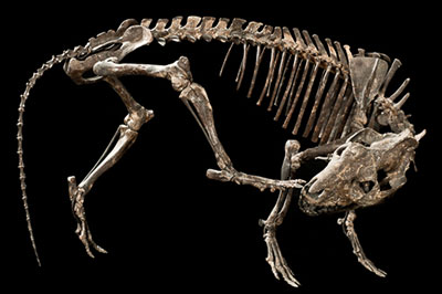 Figure 2. A skeleton of Mesoreodon floridensis on display at the Florida Museum of Natural History.