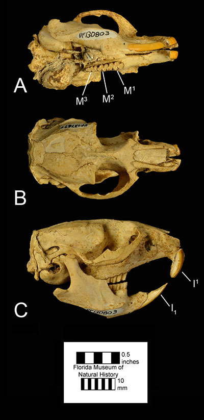 Figure 2. UF 206588, a composite skull of Neofiber alleni in A) occlusal, B) dorsal, and C) right lateral views. Abbreviations: I1= lower first incisor; I1= upper first incisor; M1= upper first molar; M2= upper second molar; M3= upper third molar.