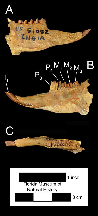 Figure 2. UF 51052, the holoype mandible of Sylvilagus webbi, in a) medial, b) lateral, and c) occlusal views. Abbreviations: I1= first premolar; M1= first molar; M2= second molar; M3= third molar; P3= third premolar; P4= fourth premolar. Note the diastema between the incisors and premolars.