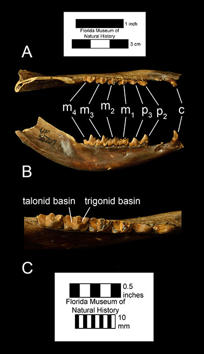 Kuva 3. Didelphis virginianan (UF 5707) oikeanpuoleinen hampaisto A) okklusiivisessa ja B) oikeanpuoleisessa lateraalikuvassa sekä C) lähikuva posteriorisesta hampaistosta. Lyhenteet: c= kaniini; p2 = toinen premolaari; kaikki muut lyhenteet samat kuin kuvassa 2.