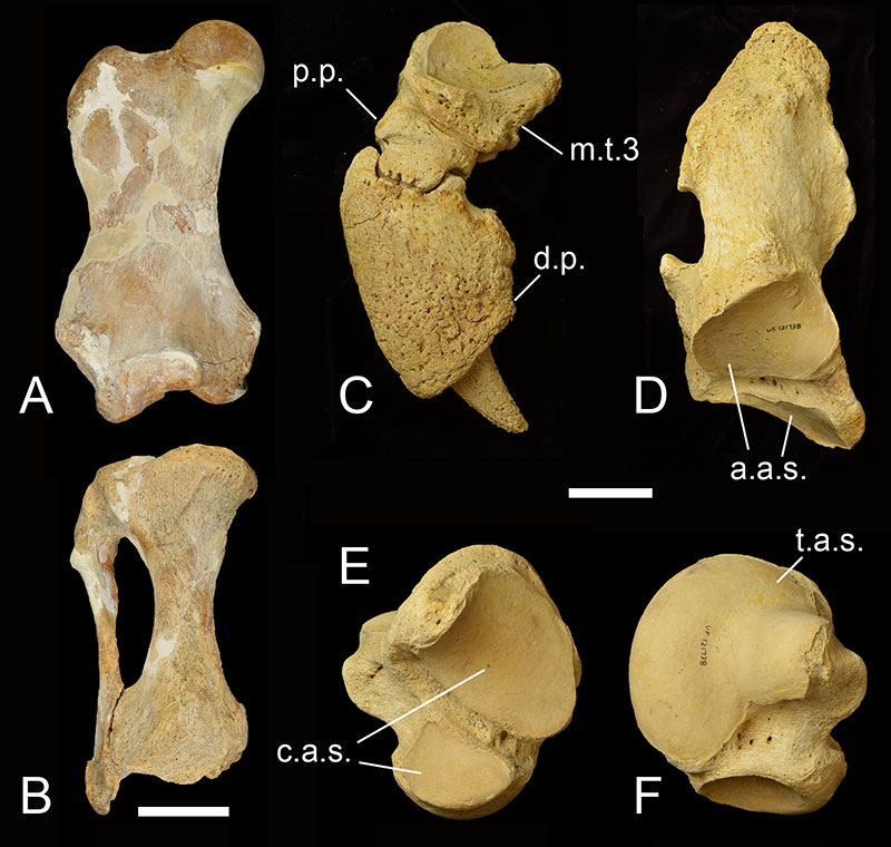 Figure 3. Hindlimb elements of Eremotherium eomigrans. A) A left femur (UF 206880) anterior view, with image flipped across a vertical axis; B) a right tibia and fibula (UF 206880) in anterior view; C) a right third pedal digit (UF 121738) in left lateral view; D) a right calcaneum (UF 121738) in dorsal view; and a right astragalus (UF 121738) in E) ventral and F) dorsal views. Scale bar for A and B= 12 inches. Scale bar for C through F= 2 inches. Abbreviations: a.a.s.= articular surface for the astragalus; c.a.s.= articular surface for the calcaneum; d.p.= distal phalanx; m.t.3.= third metatarsal; p.p.= proximal phalanx; t.a.s.= articular surface for the tibia.