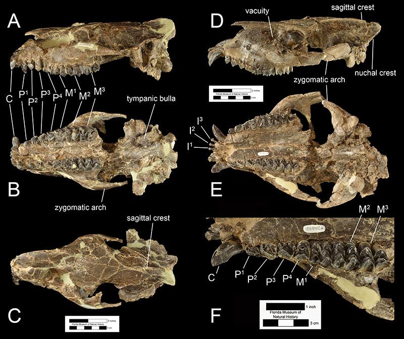 Figure 3. Two crania of Mesoreodon floridensis. UF 125416 in A) left lateral, B) occlusal, C) dorsal views, and UF 201856 in D) left lateral, E) occlusal views, and F) closeup of the right dental row. Abbreviations: C= canine; P1= first premolar; P2= second premolar; P3= third premolar; P4= fourth premolar; M1= first molar; M2= second molar; M3= third molar.