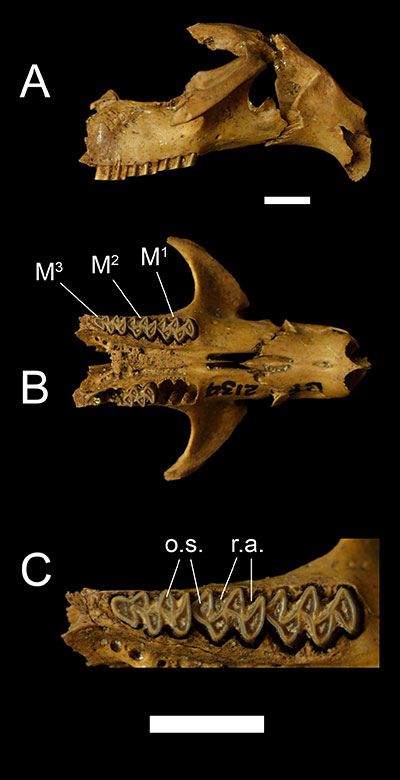Figure 3. UF 2139, a partial cranium of Neofiber alleni in A) right lateral and B) occlusal views, and C) a close-up of the dentition in occlusal view. Scale = 5mm. Dental abbreviations as in Figure 2; o.s. = the triangular occluding surfaces of the tooth; r.a. = reentrant angles or folds in the tooth.