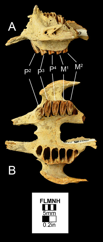 Figure 3. UF 178100, a maxilla of Sylvilagus webbi in A) left lateral and B) occlusal views. Abbreviations: M1= first molar; M2= second molar; P2= second premolar; P3= third premolar; P4= fourth premolar.